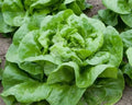 Butter Crunch Lettuce Seeds - Non-GMO Lactuca sativa, 600+ Seeds for Salad, Garnish & Home Gardens, Free Shipping USA