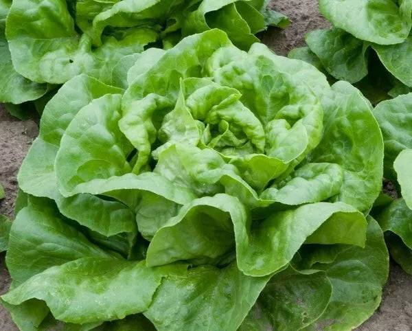 Butter Crunch Lettuce Seeds - Non-GMO Lactuca sativa, 600+ Seeds for Salad, Garnish & Home Gardens, Free Shipping USA
