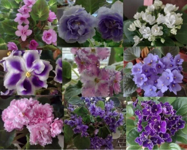 African Violet Leaf Box – 10 Named Varieties, Variegated, Standards & Trailers, Saintpaulia Species, Indoor Gardening
