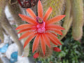 Borzicactus Rooted Plants in Pot | Unique Cactus Variety | Indoor & Outdoor Decor | Borzicactus spp.