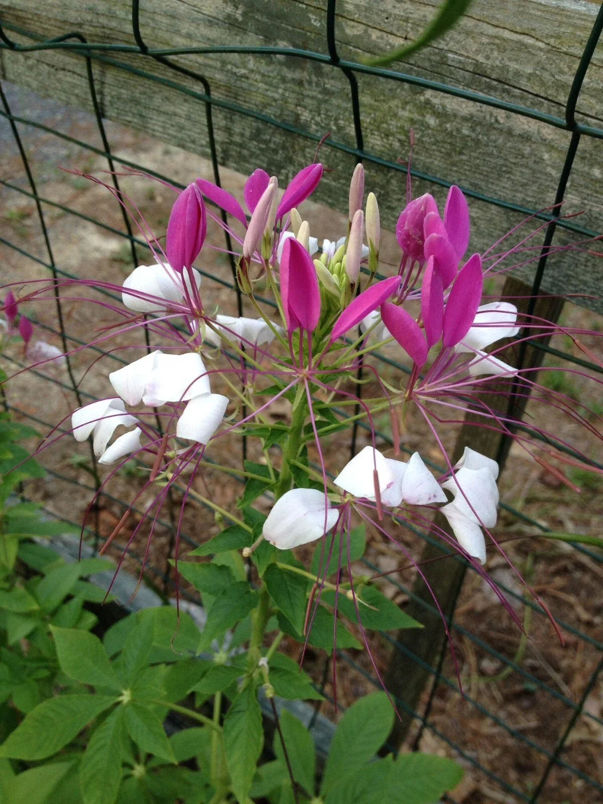 White Pink Spider Flower Seeds, Clome Spinosa Perennial, Bee Attracting, Full Sun, Garden, 100 Seeds