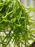 Mistletoe Cactus Plant 4-Inch Pot Rhipsalis ewaldiana Rare Jungle Houseplant for Indoor Decor