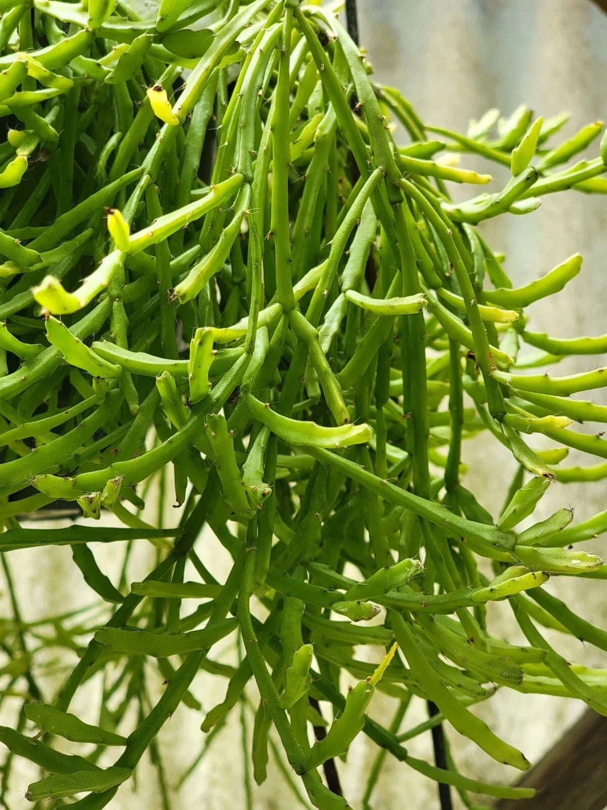 Mistletoe Cactus Plant 4-Inch Pot Rhipsalis ewaldiana Rare Jungle Houseplant for Indoor Decor