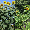 Organic Mammoth Black Russian Sunflower Seeds – Helianthus annuus, Tall Annual Wildflower, 26+ Seeds