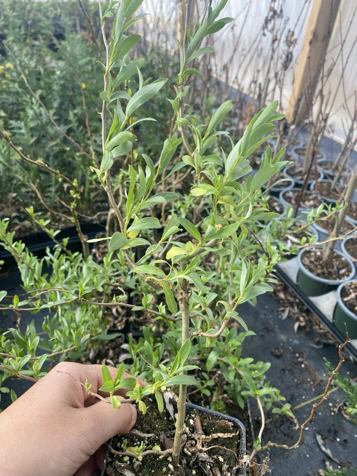 Curly Weeping Willow Tree 4" Pot, Corkscrew Willow, Twisted Branches, Salix babylonica, Fully Rooted, Adaptable to Soil and Sun