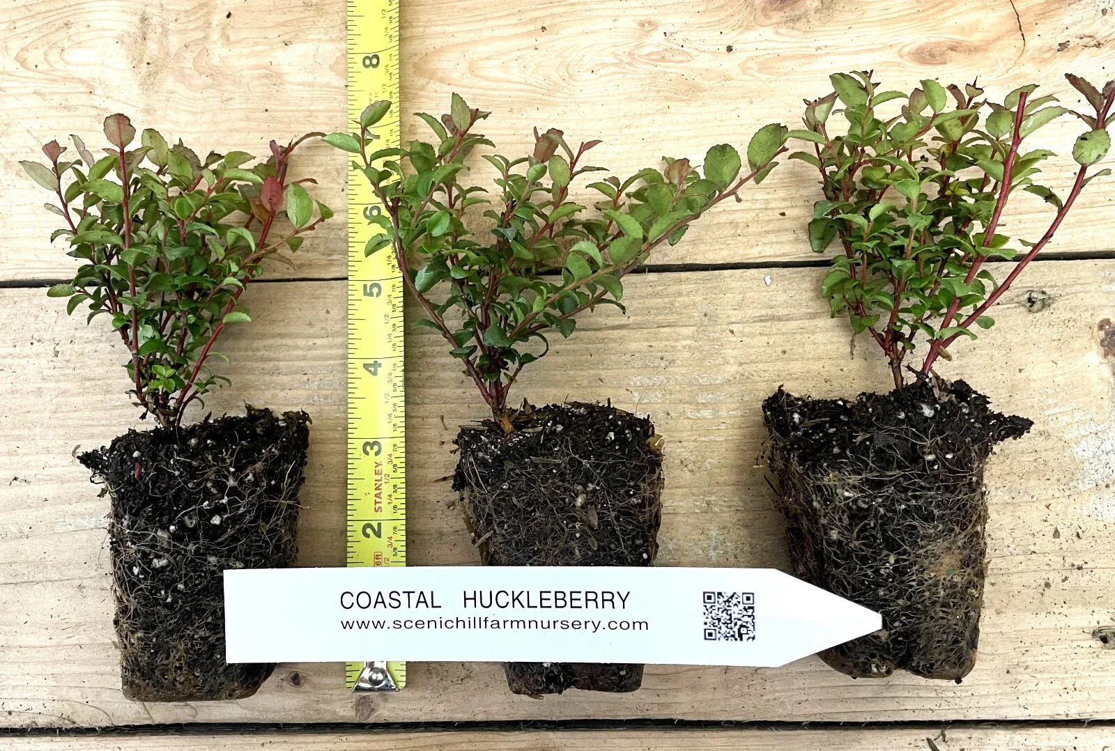 Evergreen Huckleberry Plant - 1-Year-Old Vaccinium ovatum with Tasty Berries, Evergreen Foliage, White Flowers, Drought-Tolerant, Container or Garden Use