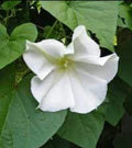 Moonflower Vine Seeds - 30+ White Night Blooming Morning Glory - Ipomoea alba, Climbing Fragrant Night-Blooming Flower Seeds