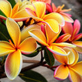 Plumeria Seeds - 5 Pink Orange Hawaiian Flower Lei Perennial Plant - Frangipani Seeds - Tropical Garden, Landscaping, Butterfly Attractant