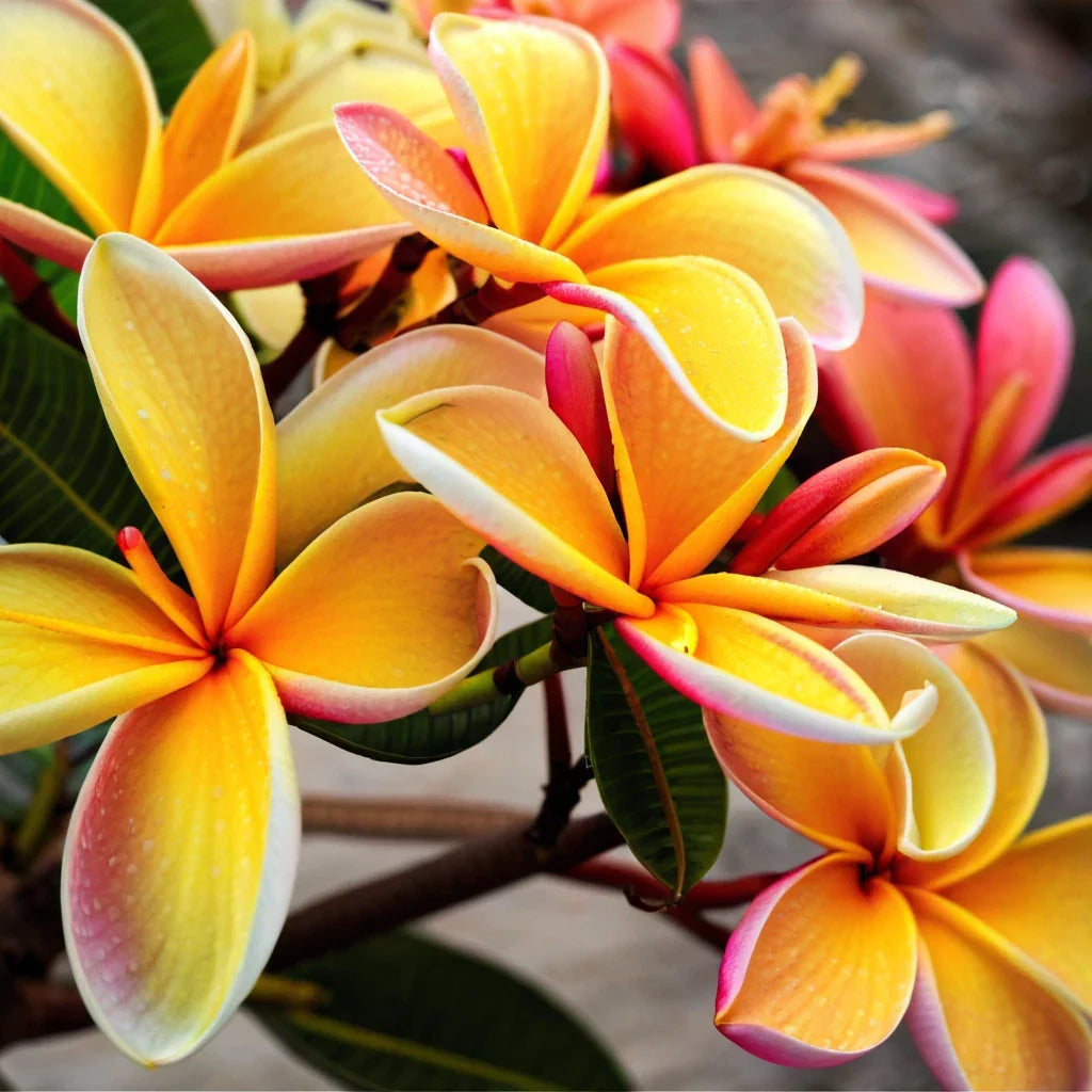 Plumeria Seeds - 5 Pink Orange Hawaiian Flower Lei Perennial Plant - Frangipani Seeds - Tropical Garden, Landscaping, Butterfly Attractant