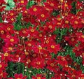 Coreopsis Seeds - 100 Fresh Tall Red Flower Seeds - Plains Coreopsis (Coreopsis tinctoria) - Perennial Garden Flower