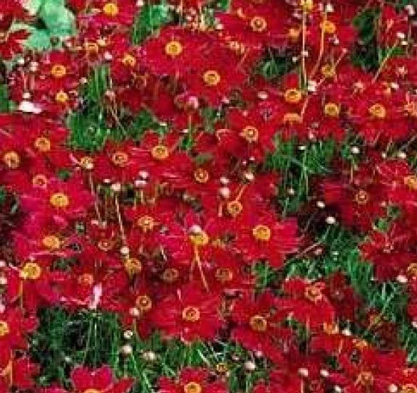 Coreopsis Seeds - 100 Fresh Tall Red Flower Seeds - Plains Coreopsis (Coreopsis tinctoria) - Perennial Garden Flower