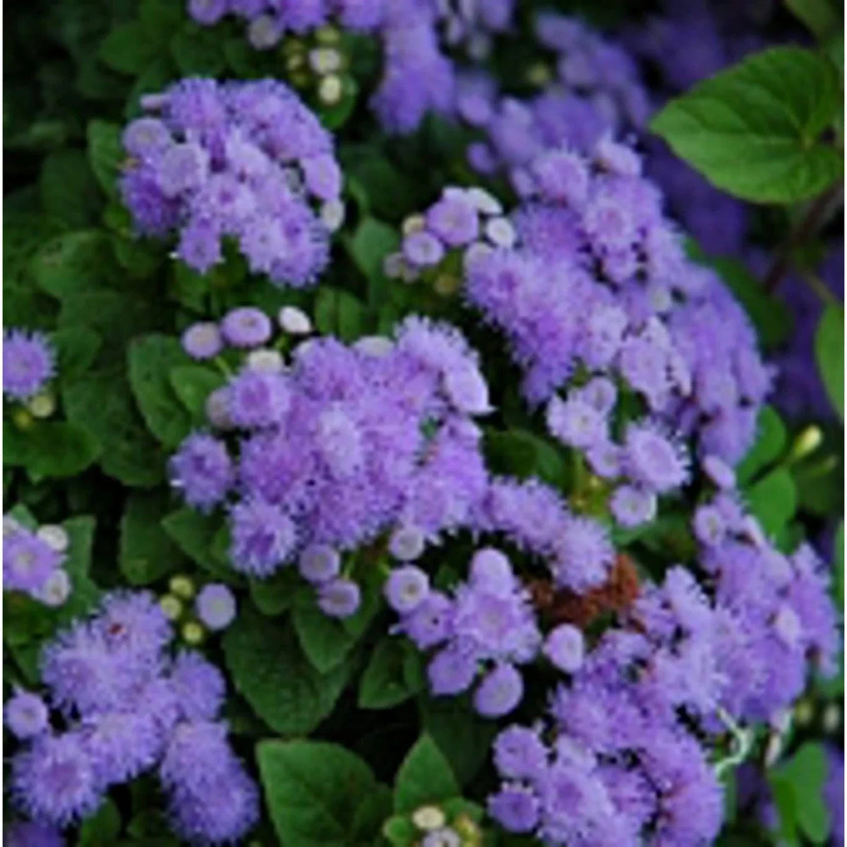 Ageratum Flowers Seeds Blue Mink Non-GMO Pack of 20+ for Garden Borders & Containers