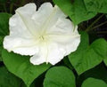 Moonflower Vine Seeds - 12 Seeds, White Fragrant Flowers, Ipomoea alba, Night Blooming Climber for Moon Gardens