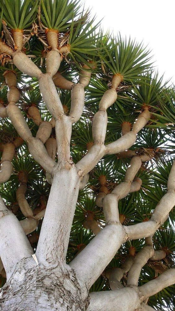 Dragon Blood Bonsai Tree Seeds - Dracaena Draco - 6 Seeds for Indoor & Outdoor Growth