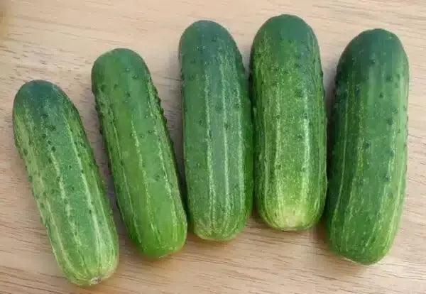 Organic Wisconsin SMR-58 Cucumber Seeds - Heirloom Pickling, Non-GMO, 100+ Seeds for Vegetable Gardening