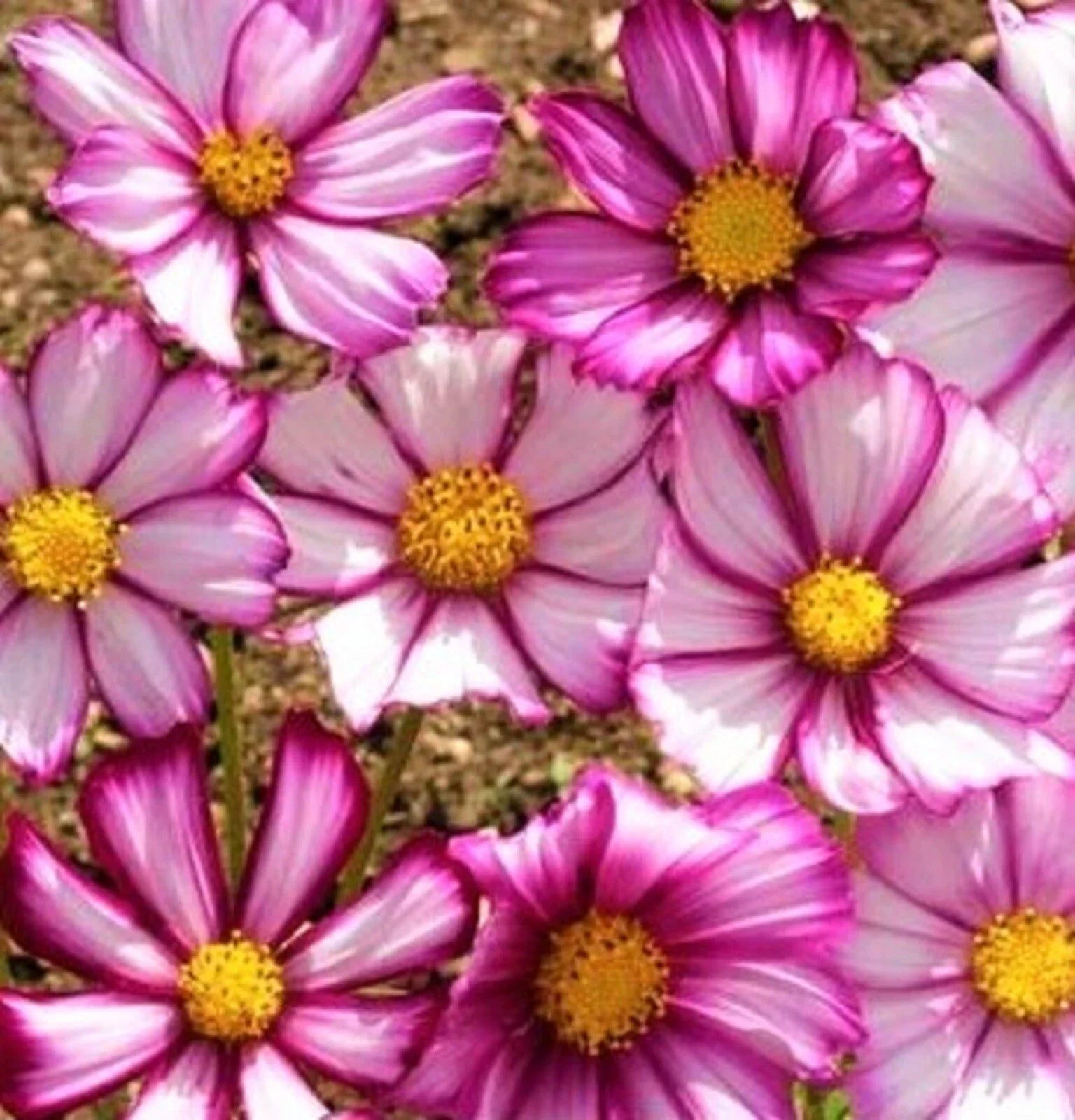 Cosmos Seeds - Picotee Flower Seeds - Bi-colored Pink and White - Cosmos bipinnatus - Annual Garden Plant