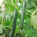 Non-GMO Cucumber Seeds, Long Green Improved, Cucumis sativus, Vegetable Garden, 50+ Seeds