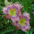 Daylily Live Plant - Tides Roll In, Vibrant Yellow-Orange Blooms, Hemerocallis, Perennial Garden Flower, Clump-Forming