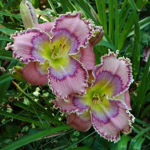 Daylily Live Plant - Tides Roll In, Vibrant Yellow-Orange Blooms, Hemerocallis, Perennial Garden Flower, Clump-Forming
