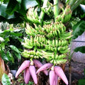 Double Mahoi Banana Tree Starter Plant - Musa acuminata - Tropical Indoor & Outdoor