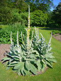 Bulk Mullein Seeds - 100 Seeds, Ornamental Verbascum thapsus, Medicinal & Pollinator Plant for Garden Beds