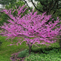 Eastern Redbud Tree Rooted Plant - Rosy Pink Spring Blooms - Cercis canadensis - 3-Gallon Container