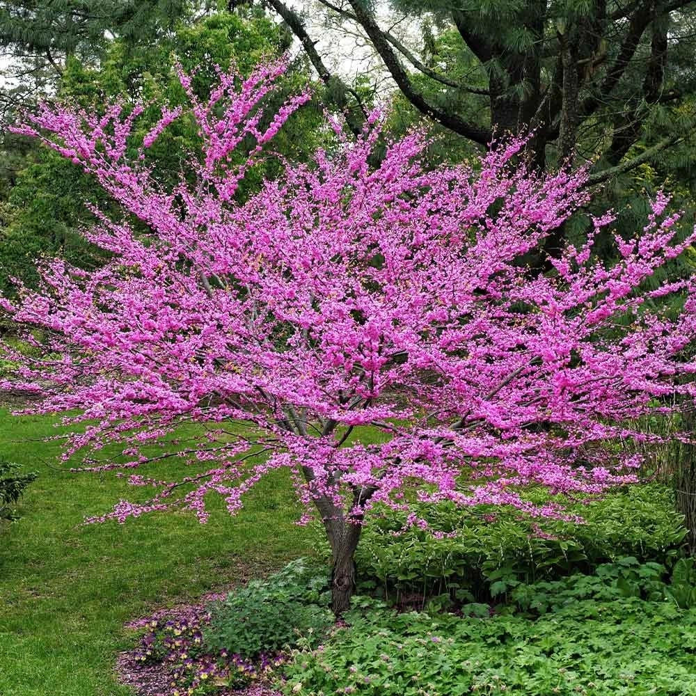 Eastern Redbud Tree Rooted Plant - Rosy Pink Spring Blooms - Cercis canadensis - 3-Gallon Container