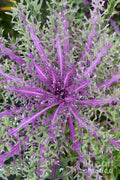Ornamental Kale Seeds - Peacock Red, Brassica oleracea, Garden Bed & Container, Vibrant Red & Green Foliage, 40 Seeds