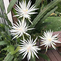 White Epiphyllum Hookeri Fragrant Orchid Cactus Cuttings – 4 Pack, Indoor/Outdoor, Night-Blooming, Drought-Tolerant, Tropical Houseplant