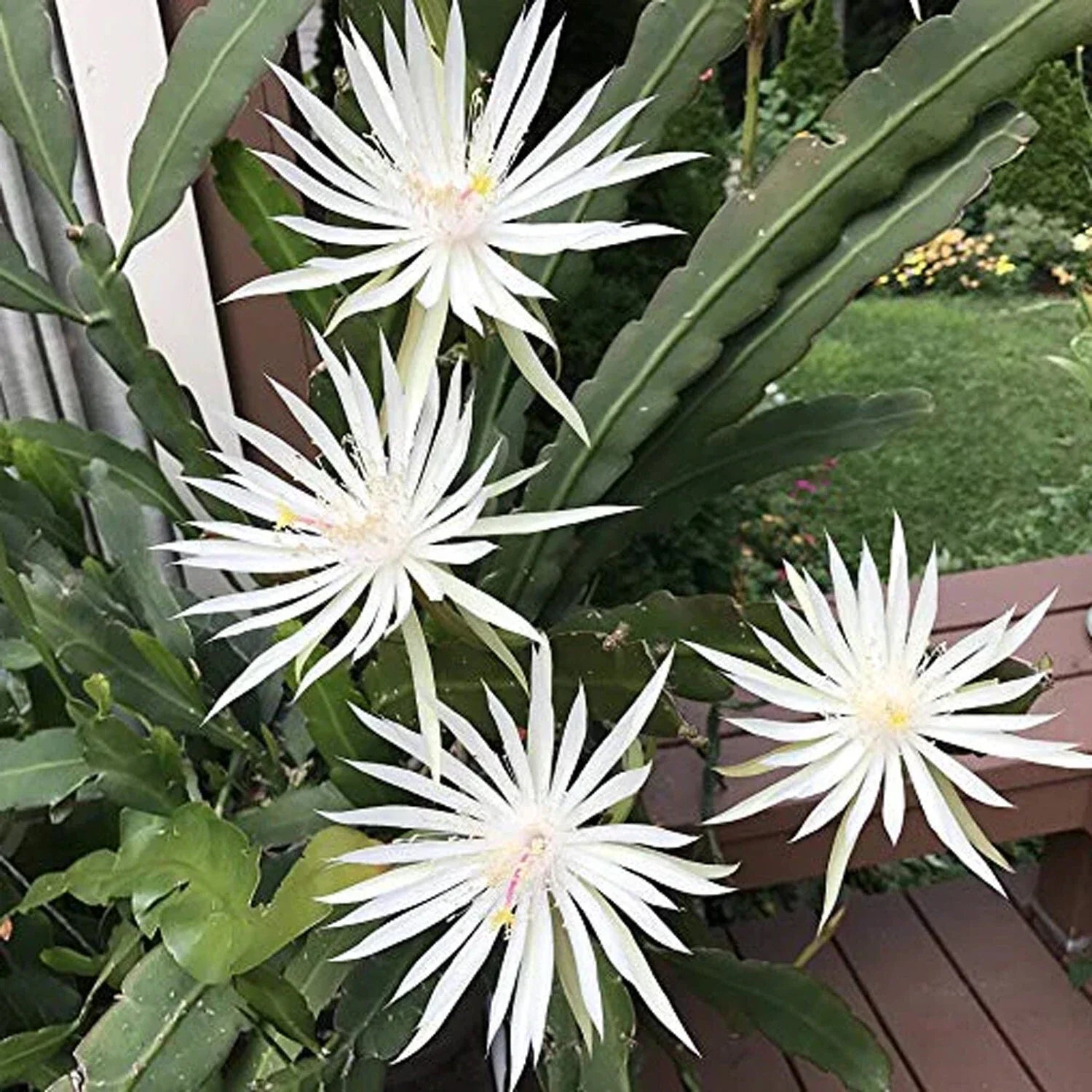 White Epiphyllum Hookeri Fragrant Orchid Cactus Cuttings – 4 Pack, Indoor/Outdoor, Night-Blooming, Drought-Tolerant, Tropical Houseplant