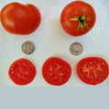 Bonny Best Tomato Seeds - Heirloom Solanum lycopersicum - 25 Fresh Seeds for Home Gardening & Canning