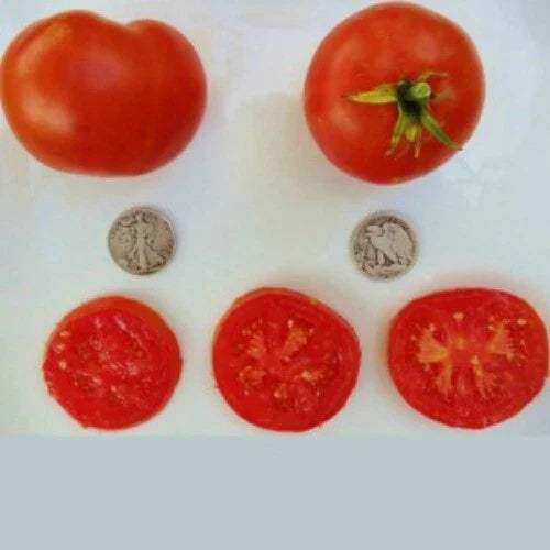 Bonny Best Tomato Seeds - Heirloom Solanum lycopersicum - 25 Fresh Seeds for Home Gardening & Canning