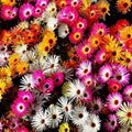 Daisy Ice Plant Groundcover Seeds Drought Tolerant Delosperma cooperi 2000 Seeds for Gardens & Landscapes