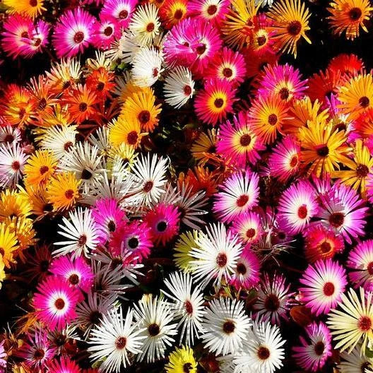 Daisy Ice Plant Groundcover Seeds Drought Tolerant Delosperma cooperi 2000 Seeds for Gardens & Landscapes