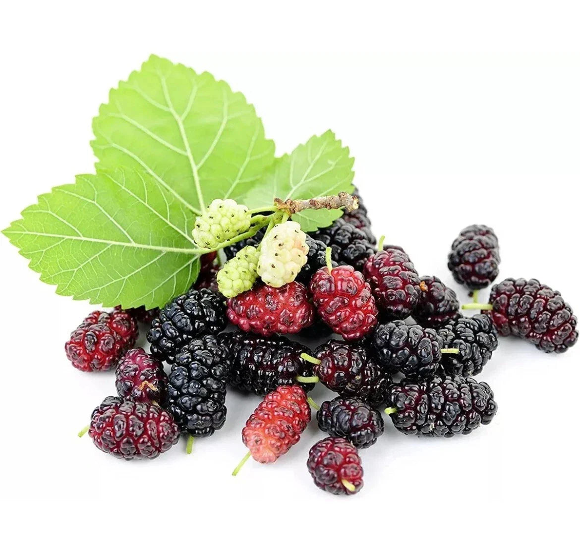 25 Morus Rubra Mulberry Seeds - Edible Fruit Tree Seeds for Garden, Orchard, or Landscaping