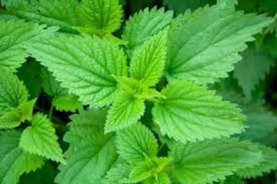 Stinging Nettle Plant - Established Herb, Urtica dioica, Medicinal & Culinary Perennial