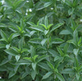 Summer Savory Seeds - 500+ Pack, Satureja hortensis, Culinary Herb, Annual, Compact Bushy Plant, Free Shipping