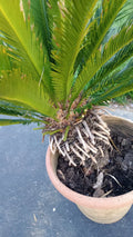 King Sago Palm Tree Live Plant – 4ft Indoor Outdoor Cycas revoluta, 25+ Years Old