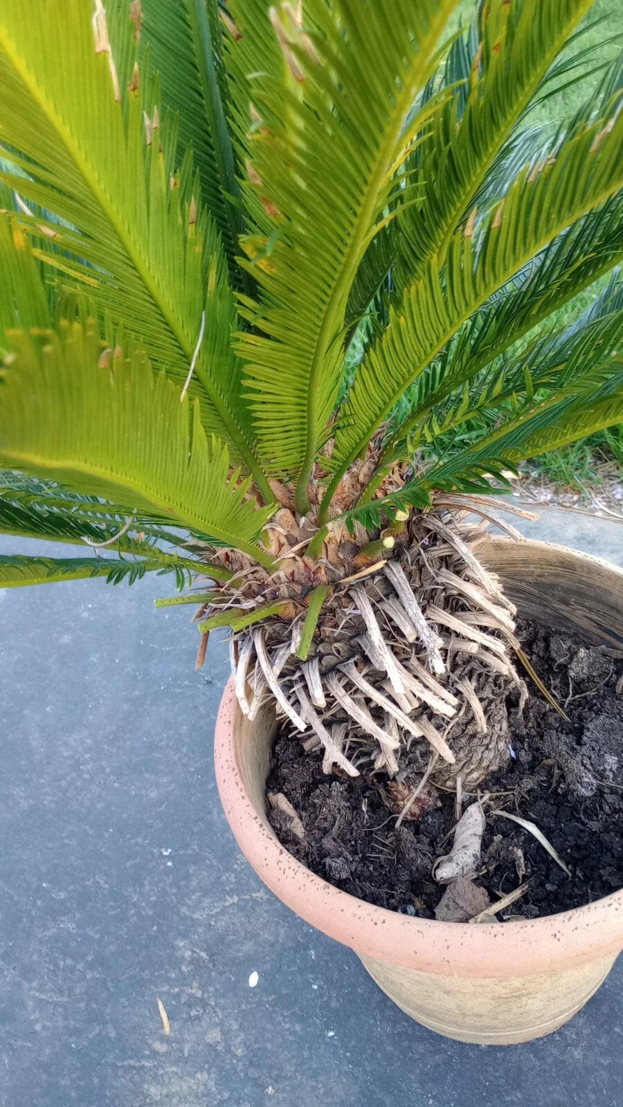 King Sago Palm Tree Live Plant – 4ft Indoor Outdoor Cycas revoluta, 25+ Years Old