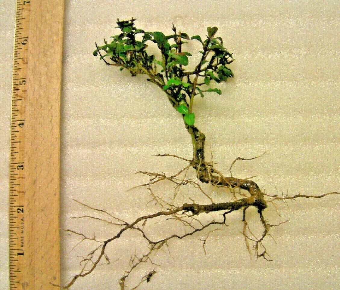 Mystery Evergreen Tree Pre-Bonsai Plant - Hardy Indoor/Outdoor Bonsai Starter, Unknown Species, Compact Foliage