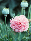 Peony Poppy Seeds 100+ Heirloom Frosted Elegance Papaver paeoniflorum RARE Flower Seeds for Garden & Cutting