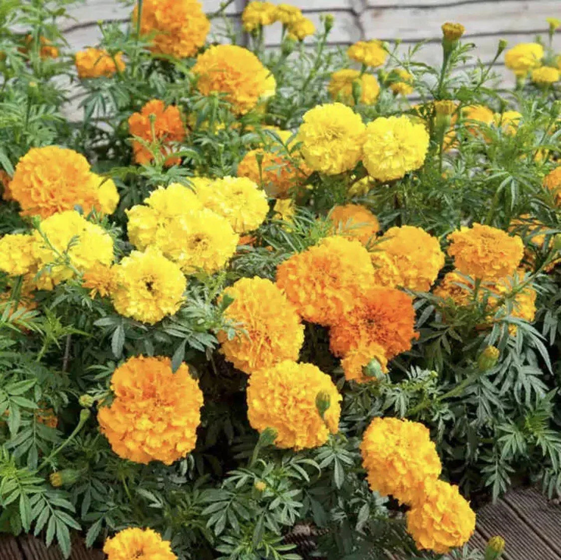 Marigold Seeds Crackerjack Mix Pack of 25 | Heirloom Annual Flowers Tagetes erecta for Borders & Containers