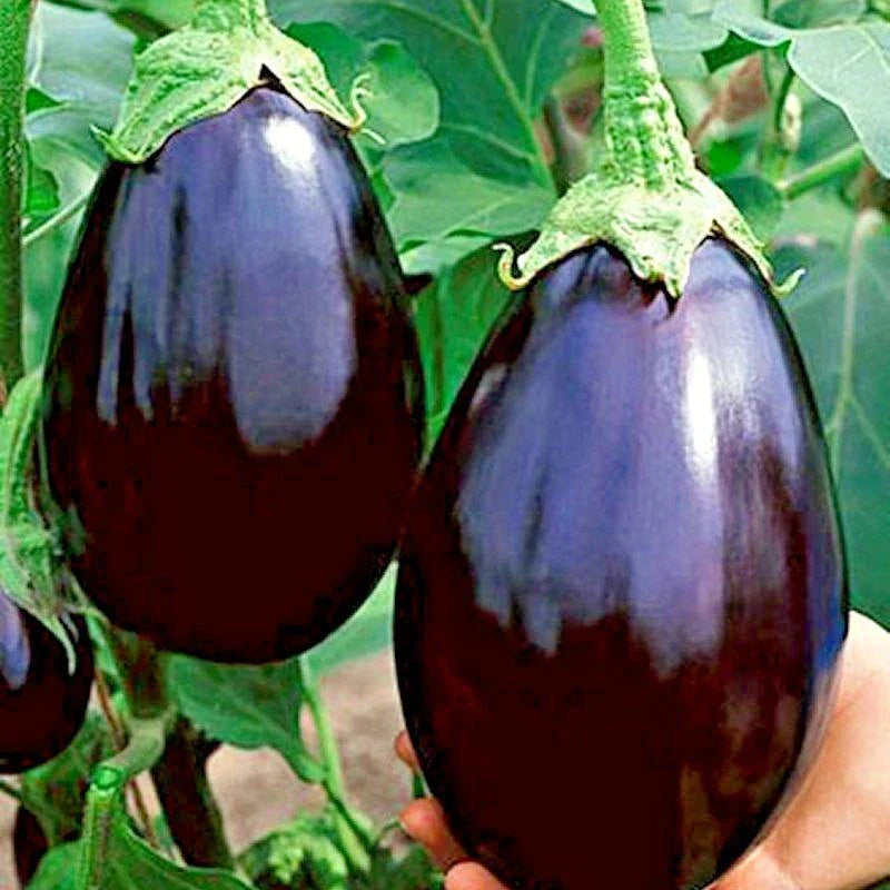 Black Beauty Eggplant Seeds - Organic Heirloom Vegetable Seeds for Container Gardening, Solanum melongena, 101+ Seeds
