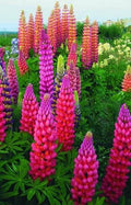 Lupine Seeds 25 Pack - Pink, Purple, Orange Perennial Flowers - Lupinus polyphyllus for Garden, Borders, Wildflower Beds