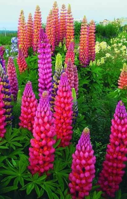 Lupine Seeds 25 Pack - Pink, Purple, Orange Perennial Flowers - Lupinus polyphyllus for Garden, Borders, Wildflower Beds