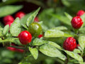 Hot Classic Chiltepin Pepper Seeds – 25 Premium Capsicum annuum for Spicy Garden, Salsas & Sauces