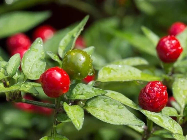 Hot Classic Chiltepin Pepper Seeds – 25 Premium Capsicum annuum for Spicy Garden, Salsas & Sauces