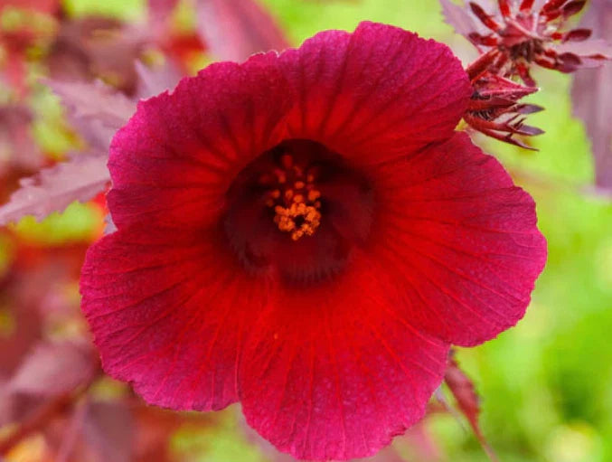 Live Cranberry Hibiscus Plants Set of 2, Tropical Garden Hibiscus acetosella, Vibrant Red Foliage, Easy Care, Container or Ground