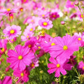 Cosmos bipinnatus Seeds - Organic Mix for Garden, Borders & Containers - 100 Colorful Flower Seeds