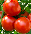 Oregon Spring Tomato Seeds - 100+ Determinate Vegetable for Salads, Sauces, Soups - Solanum lycopersicum